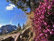 20 Erica in fiore con vista in Corno Branchino-Corna Piana-Pizzo Arera